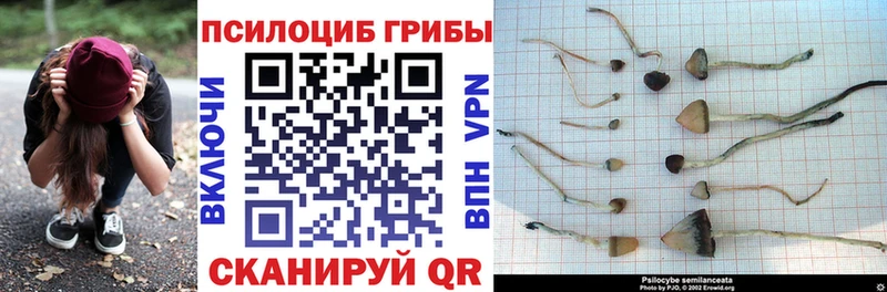 где купить наркоту  Цимлянск  Псилоцибиновые грибы MAGIC MUSHROOMS 